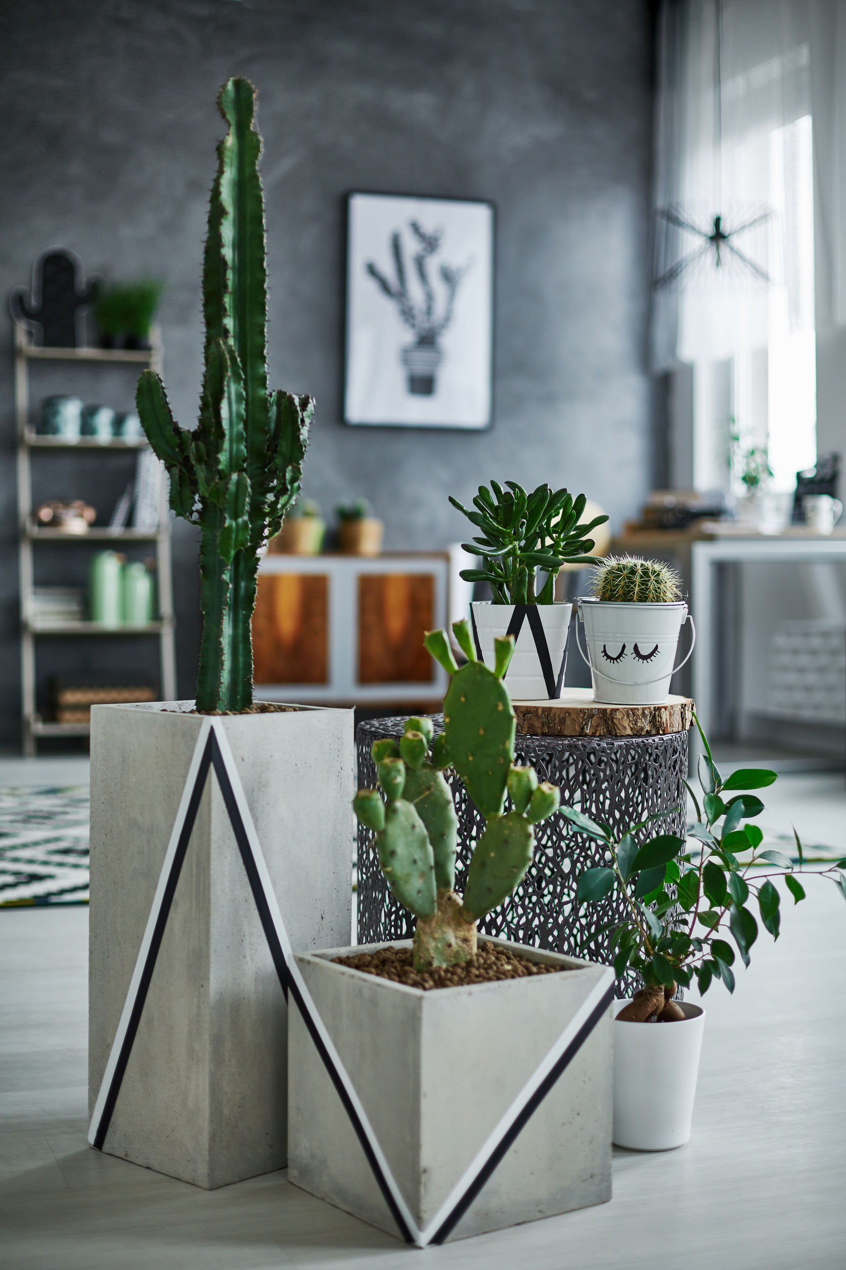 Comment mettre du piquant dans votre décoration avec des cactus LeMag